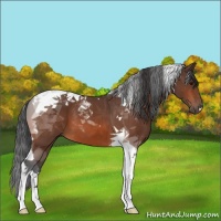 Horse Color:Bay Tobiano 