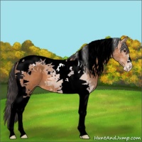 Horse Color:Bay Tobiano Appaloosa 