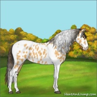 Horse Color:Buckskin Tobiano Appaloosa