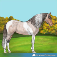 Horse Color:Bay Roan Tobiano Appaloosa 