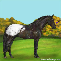 Horse Color:Midnight Bay Ice Appaloosa Rabicano 