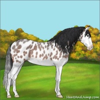 Horse Color:Bay Roan Splash Near Leopard 