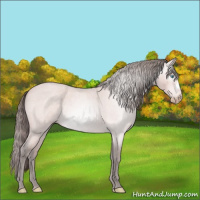 Horse Color:Gray Platinum Perlino Roan