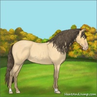 Horse Color:Amber Cream Champagne Roan 