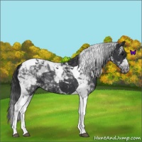Horse Color:Black Tobiano 
