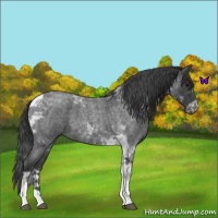 Horse Color:Blue Roan Tobiano 