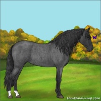 Horse Color:Blue Roan 