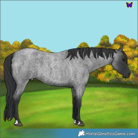 Horse Color:Blue Roan 
