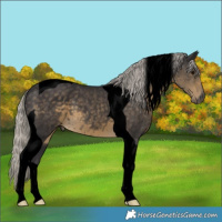 Horse Color:Void Silver Smoky Black Tobiano