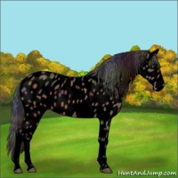 Horse Color:Void Nacre Bay Appaloosa 