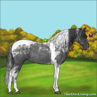 Horse Color:Blue Roan Tobiano 