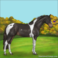 Horse Color:Liver Chestnut Tobiano