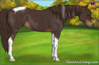 Horse Color:Liver Chestnut Tobiano