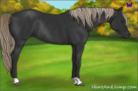 Horse Color:Liver Chestnut Rabicano 