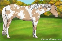 Horse Color:White Spotted Silver Classic Champagne 