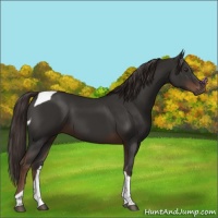 Horse Color:Liver Chestnut Tobiano 