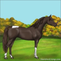 Horse Color:Liver Chestnut Tobiano 