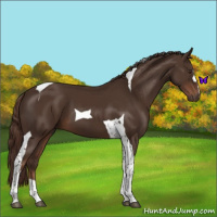 Horse Color:Liver Chestnut Tobiano