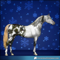 Horse Color:White Spotted Midnight Liver Chestnut Ice