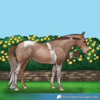 Horse Color:Brown Pearl Tobiano