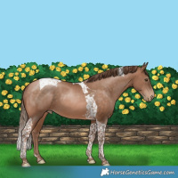 Horse Color:Brown Pearl Tobiano 