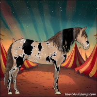 Horse Color:White Spotted Amber Champagne Appaloosa 