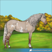 Horse Color:White Spotted Silver Grullo 