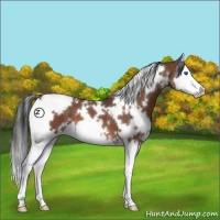 Horse Color:White Spotted Bay Sabino Splash 