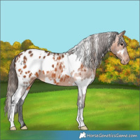 Horse Color:White Spotted Bay Appaloosa 