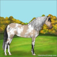 Horse Color:White Spotted Bay Dun 
