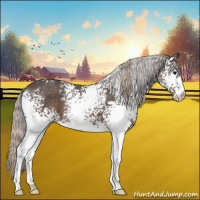 Horse Color:White Spotted Silver Black 