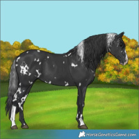 Horse Color:White Spotted Black Sabino 