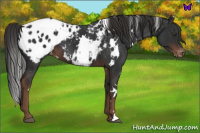 Horse Color:White Spotted Liver Chestnut Appaloosa 