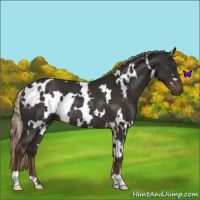 Horse Color:White Spotted Liver Chestnut Rabicano 