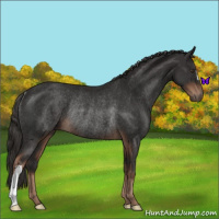 Horse Color:Liver Chestnut Rabicano 