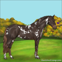 Horse Color:White Spotted Liver Chestnut 