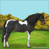 Horse Color:Liver Chestnut Tobiano Rabicano 