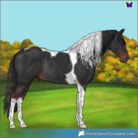 Horse Color:Liver Chestnut Tobiano Rabicano 