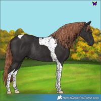 Horse Color:Liver Chestnut Tobiano Rabicano 