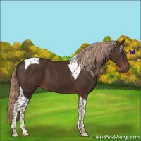 Horse Color:Liver Chestnut Tobiano
