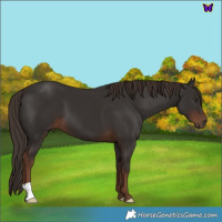Horse Color:Liver Chestnut