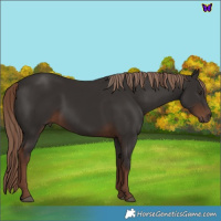 Horse Color:Liver Chestnut 