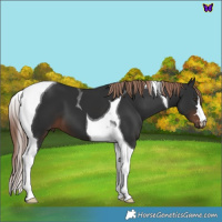 Horse Color:Liver Chestnut Tobiano 