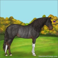 Horse Color:Liver Chestnut Rabicano 