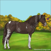 Horse Color:White Spotted Liver Chestnut Tobiano 