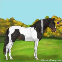 Horse Color:Liver Chestnut Tobiano