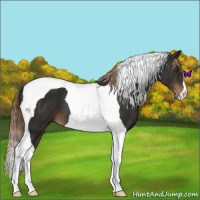 Horse Color:Liver Chestnut Tobiano 