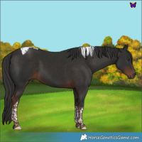 Horse Color:Liver Chestnut Tobiano 