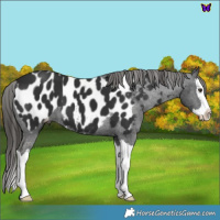 Horse Color:Liver Chestnut Splash Blanket 