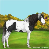 Horse Color:Liver Chestnut Sabino Splash Tobiano 